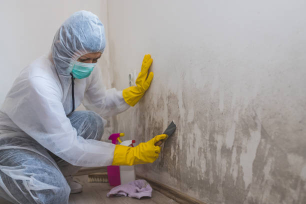 Best Local Mold Removal Service  in Norristown, PA