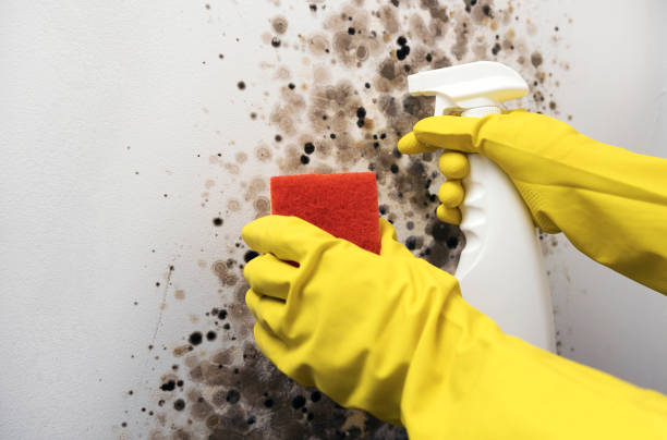 Best Mold Cleaning Services  in Norristown, PA