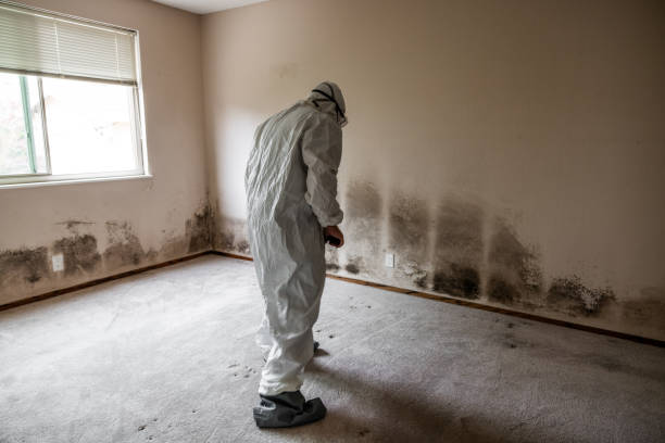 Best Commercial Mold Removal  in Norristown, PA