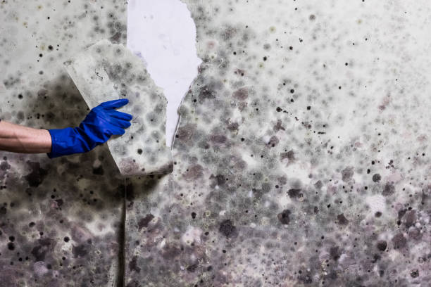 Best Office Mold Removal Services  in Norristown, PA