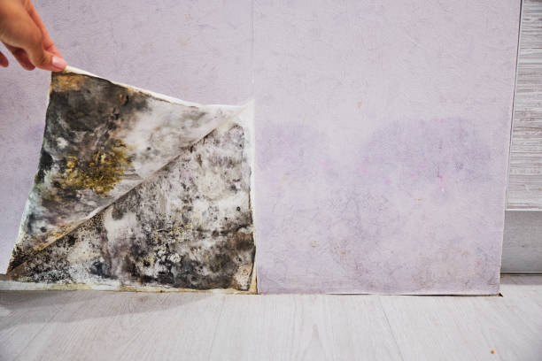 Best Mold Testing  in Norristown, PA